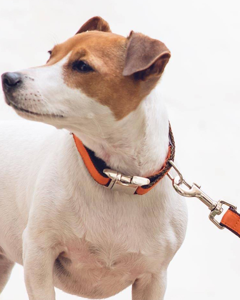 Colliers pour chien Solid - Brott