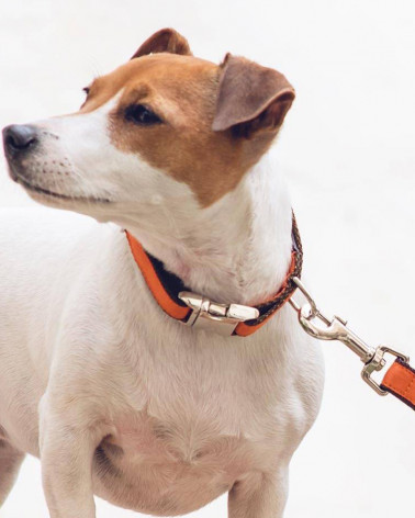 Colliers pour chien Solid - Brott