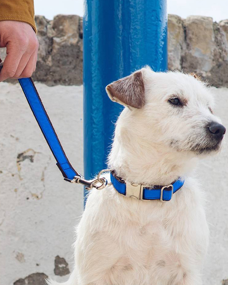 Colliers pour chien Solid - Brott