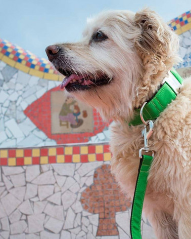 Colliers pour chien Solid - Brott