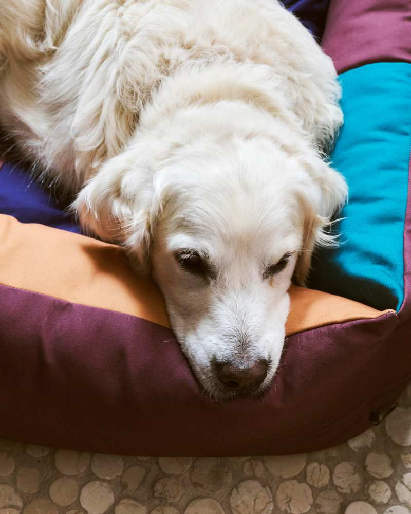 Lit pour chiens - HAY