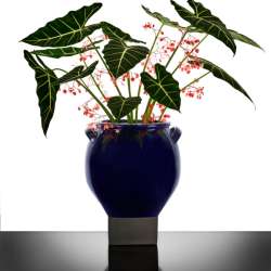 Flower Pot 08