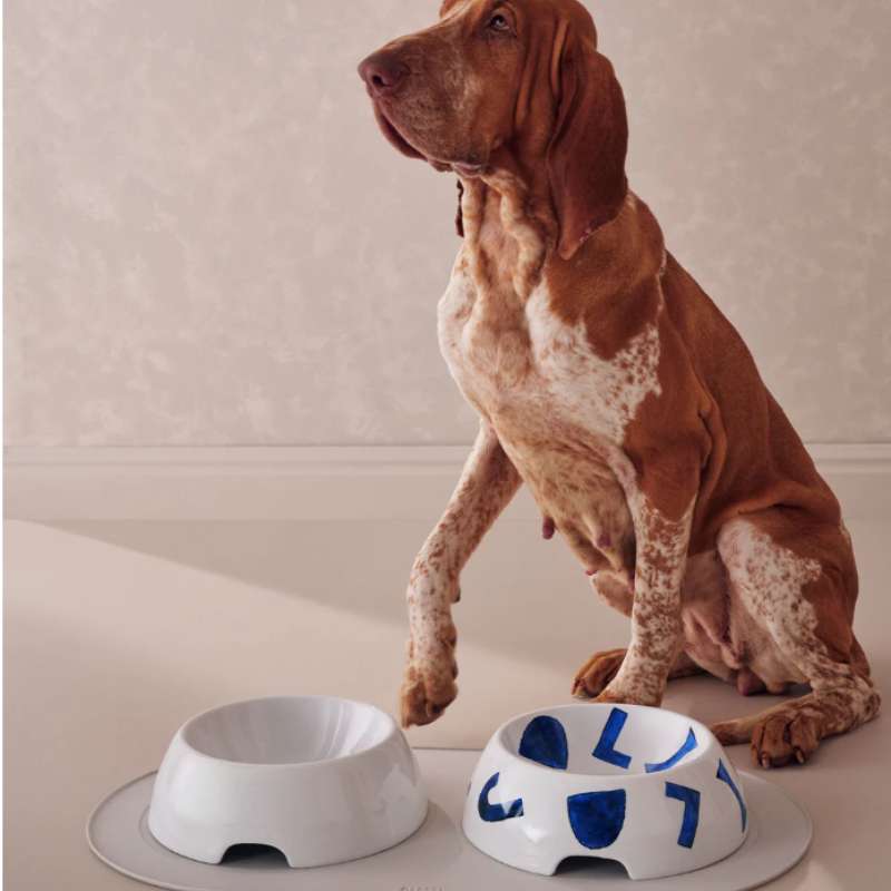 Itsumo Pet Yunoki Ware Gammelle à Eau Chien