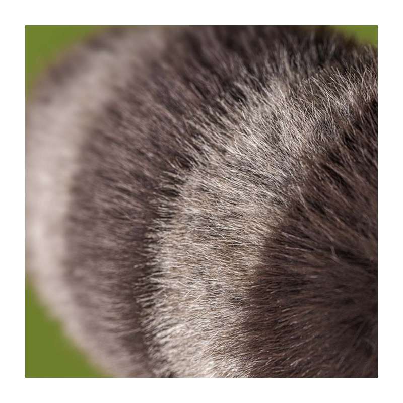 Trixiwoo Raccoon JELLYCAT