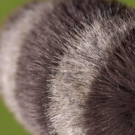 Trixiwoo Raccoon JELLYCAT
